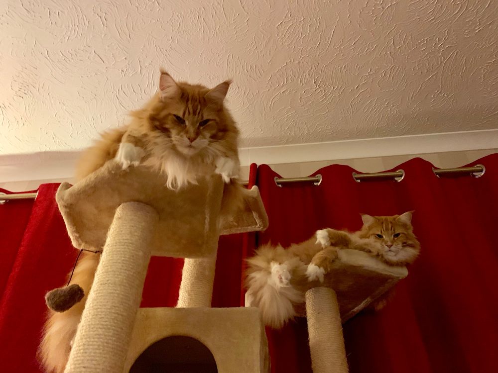 Buddy and Gizmo the orange Maine Coons are looking down on us from their cream coloured cat tree. This picture is from 2019 before it was replaced with an even bigger version because they outgrew it! Gizmo is on a platform on the left and Buddy is on one set slightly behind him to the right. Both are staring down like intimidating house lions. Buddy is leaning on of his shoulders in a casual pose but he still looks like he’s spotted prey and is ready to pounce 😹😹 Gizmo has his head lowered down between his giant snow dipped paws. The platforms are fitted to rope pillars which double as scratching posts. Behind the tree are wide red curtains covering the back door/windows.