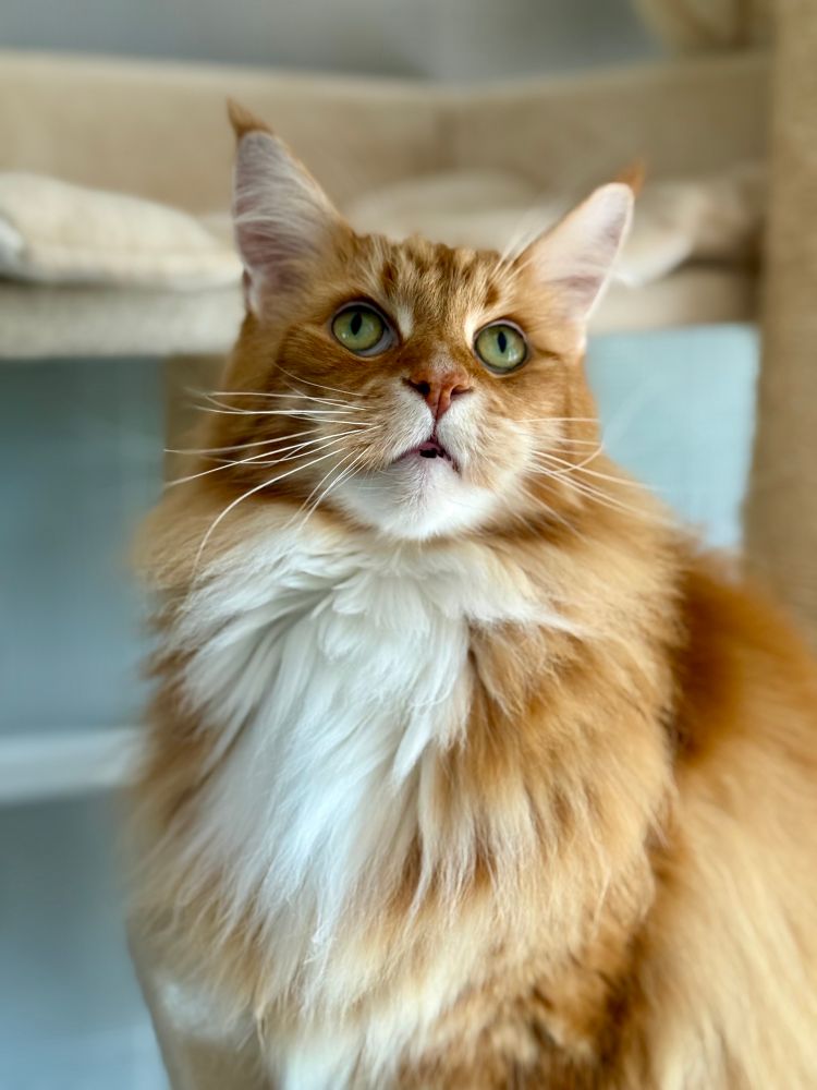 Gizmo the orange Maine Coon cat is sitting up looking very handsome in this portrait picture. His soft and luscious white chest fur is as white as snow - the angle almost makes it look like a love heart. Gizmo’s head is lifted slightly above his chest and his green eyes are focused to something unseen off camera to the right. His long white whiskers extend out around 3-4 inches from both sides of his muzzle. And his famous big pointy ears with their orange fur tips are reaching for the top of the picture!