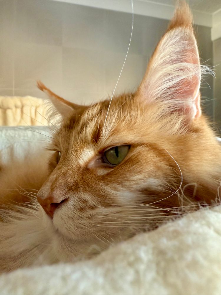 This is a close up shot of Gizmo the Maine Coon cat’s face looking left as he relaxes in a cream pod on his cat tree. There is a long single white whisker extending from his left eyebrow and it runs up the middle of the picture. His other long white whiskers on his muzzle are almost camouflaged against the pod. His large cat ears have tips of orange fur and also have a lighter fur lining them.