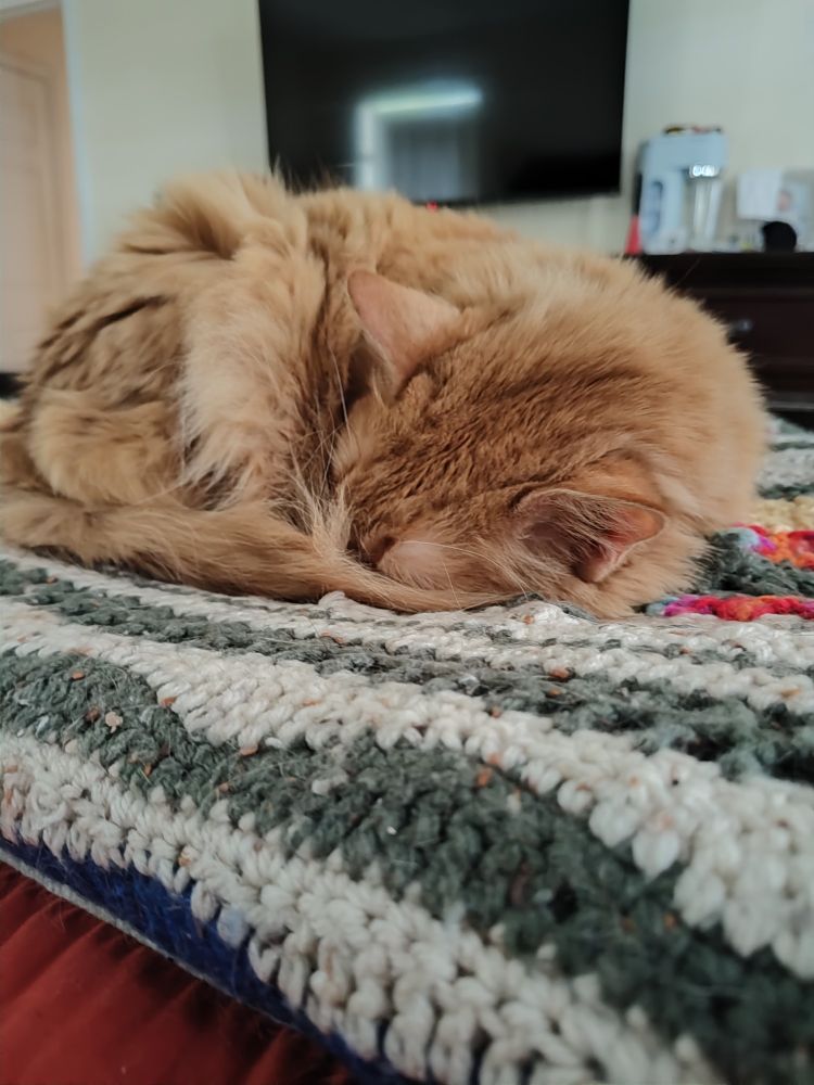 A orange cat curled up with her nose tucked under her tail and back paws, sleeping on a green and white striped patch of crocheted blanket.