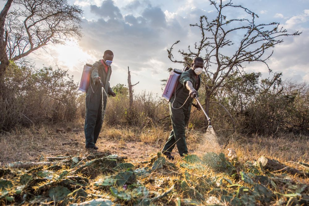 Two rangers in masks spraying to remove alien plants in the wild.