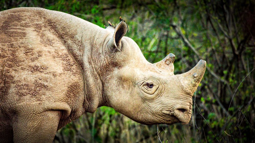 Close-up of a rhino.