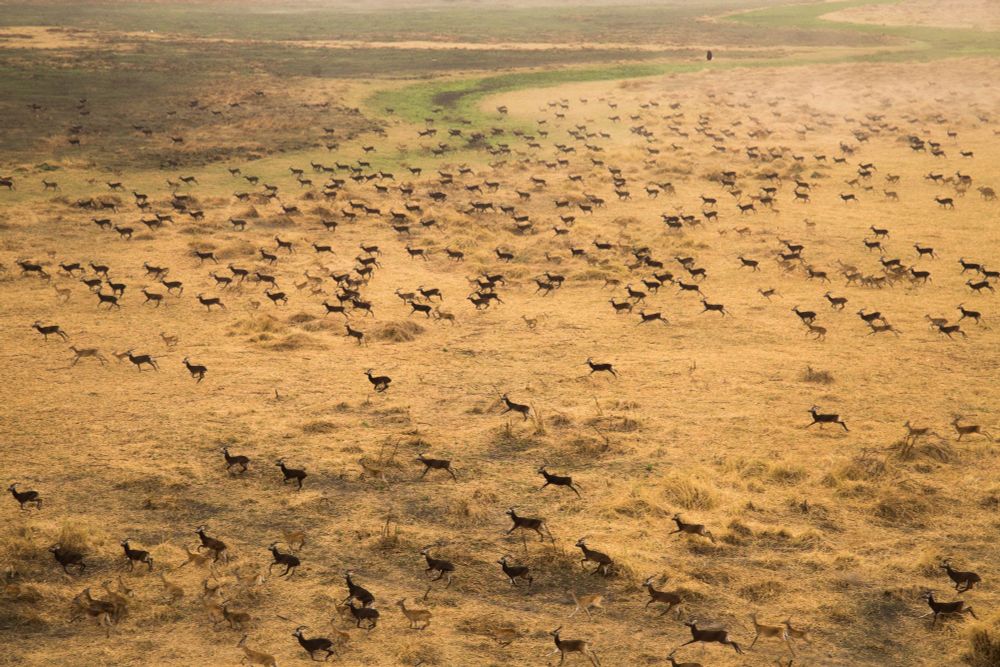 White-eared kob antelopes in the Great Nile Migration.