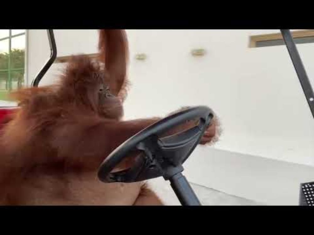 Orangutan driving golf cart like in The Sopranos