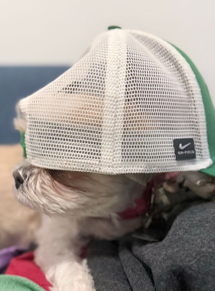 Shih-tzu begrudgingly sporting an Oregon duck hat backwards on her head, with nose barely peaking through the hat