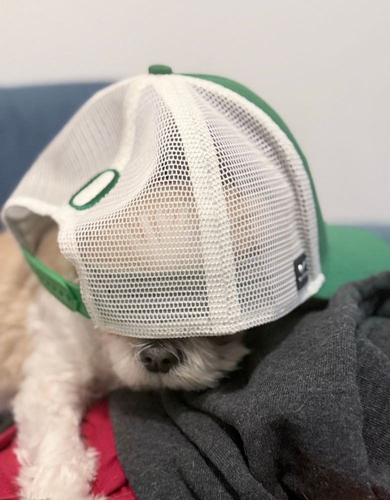Shih-tzu begrudgingly sporting an Oregon duck hat backwards on her head, with nose barely peaking through the hat