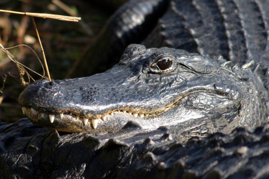 The face of an American Alligator, in side view, fills the image. The Alligator has grey-blue scales covering its body. The teeth in its upper jaw are white, and exposed in an overbite, so they hang over the closed lower jaw. The alligator rests its head on the irregularly spiked tail of another alligator, which follows into the direct foreground and out of frame.