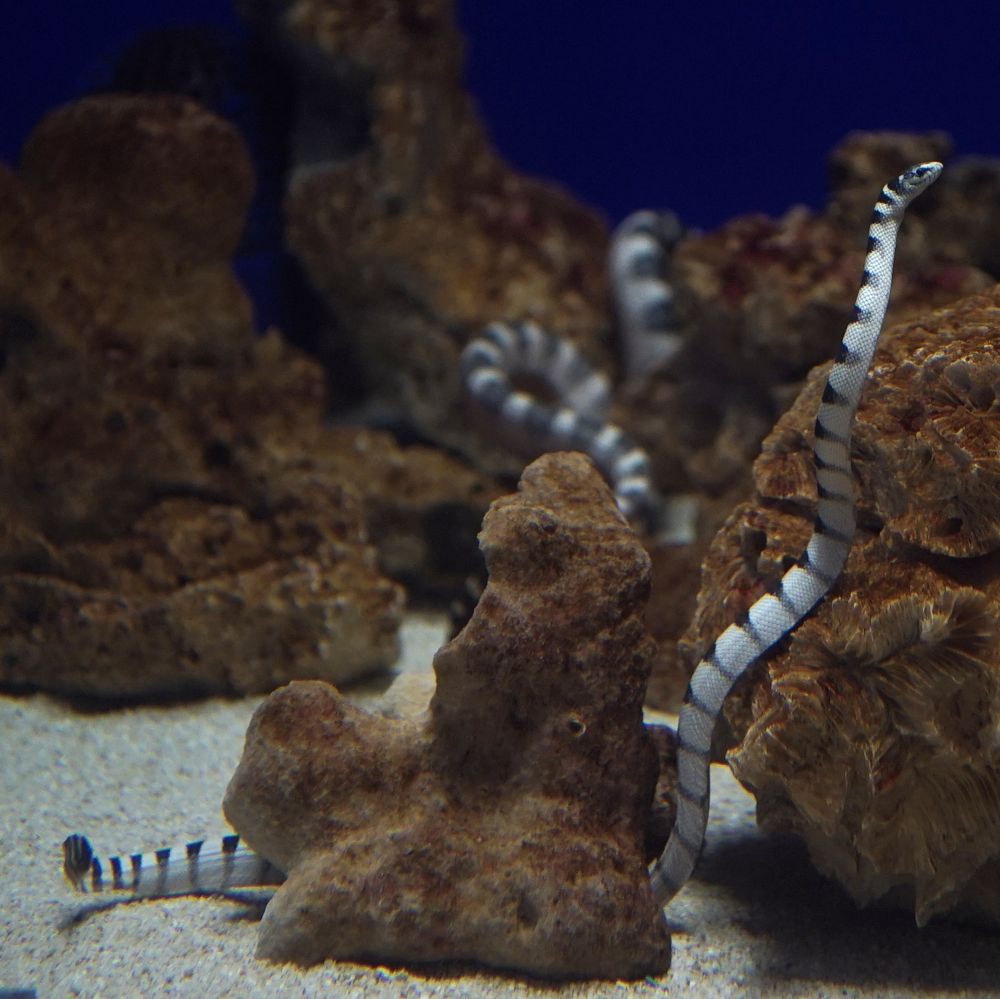 A black and white banded sea snake. Snake rests on cream coloured snake and against a brown ocean rock to its right.