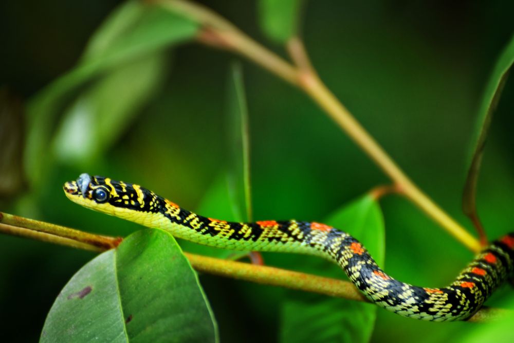 The head and neck of a black snake with a yellow underbelly. The snake has large red spots at regular intervals along its back. The snake rests on a green-red branch and is surrounded by green foliage.