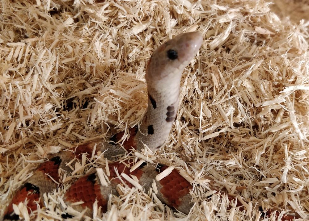 A cute tan coloured corn snake, with red and black stripes and a beady black eye, looks out from a bundle of sawdust. 