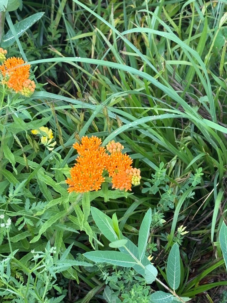 Orange bloom. Prob a weed, but that’s an opinion.
