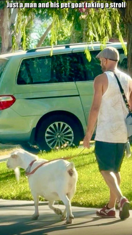Just a man and his pet goat taking a stroll