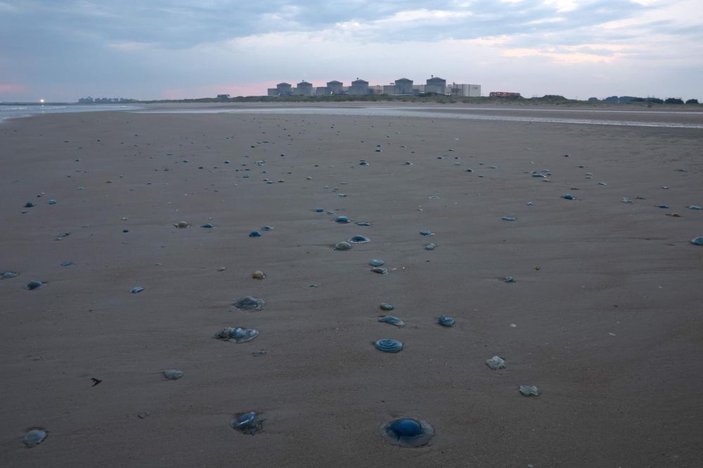 Trois autres unités restent à l’arrêt après que ces animaux gélatineux ont échoué dans les filtres des stations de pompage de l’eau de mer servant au refroidissement des installations.