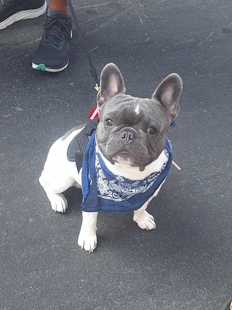 Leo,  a French Bulldog, wearing a blue bandana, poses for a picture.