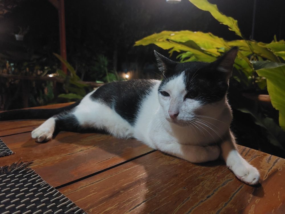 Een wit/zwarte poes ligt op een houten tafel.
