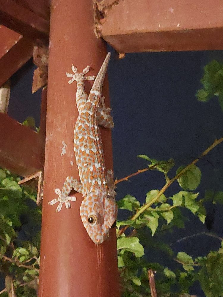 Een gekko, grijs/bruin met witte en oranje stippen.
Hij zit op een houten paal met zijn kop naar beneden. 