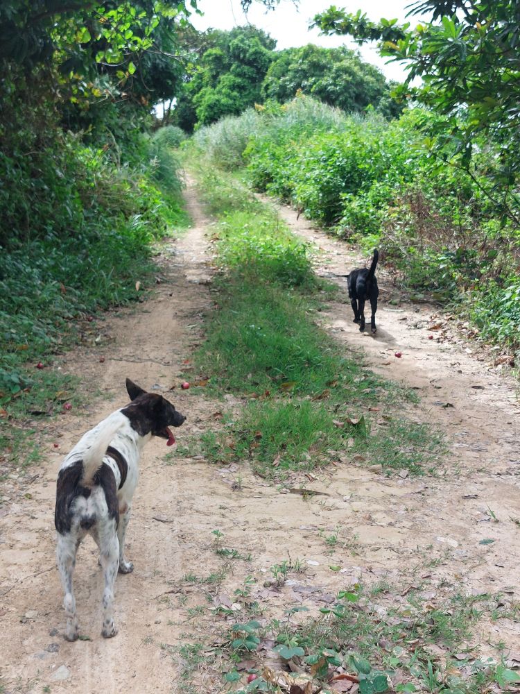 Een zwarte hond en een wit/bruine hond lopen op een bospad.