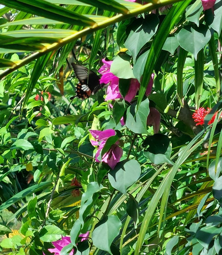 Een grote vlinder tussen groene struiken met roze bloemen. 