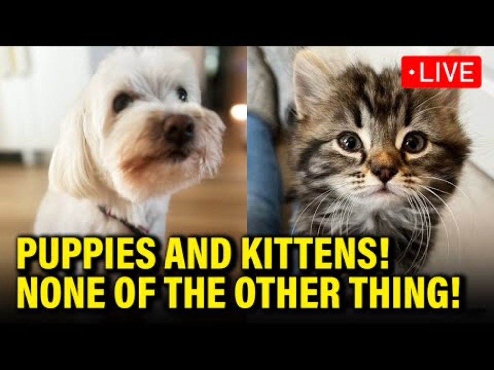 LIVE: PUPPY AND KITTEN INAUGURATION