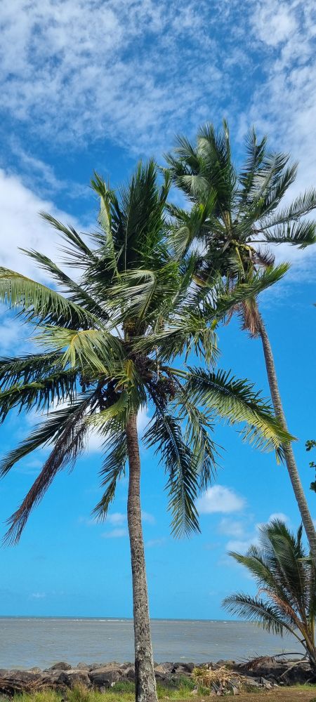 Coconut trees