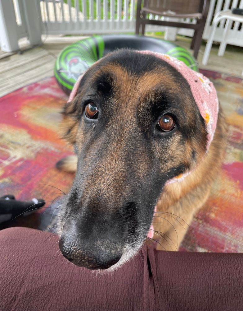 my dog Darwin a German shepherd up close to camera, wearing a pink bandanna on his head 