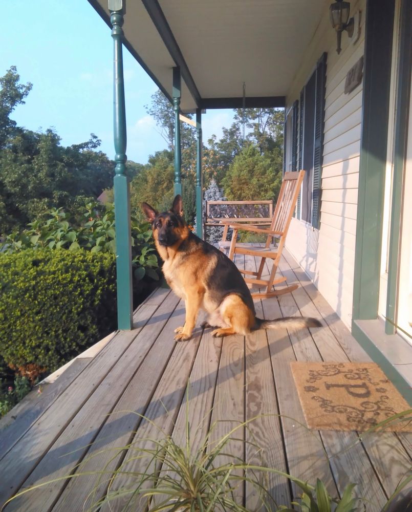 My dog Darwin sitting on porch German shepherd. The sun is beginning to set 