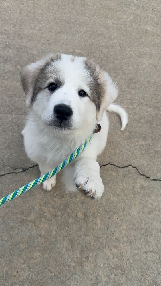 Great Pyrenees plus Maremma Sheepdog puppy - white and fluffy with big brown eyes with light brown coloring on her ears and around her eyes. She is looking at camera with her paw up and a green and blue leash 