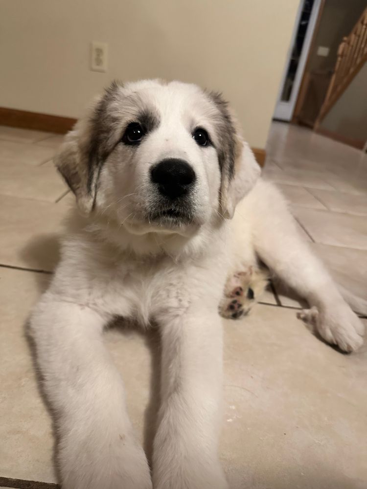Great Pyrenees plus Maremma Sheepdog puppy - white and fluffy with big brown eyes with light brown coloring on her ears and around her eyes 
