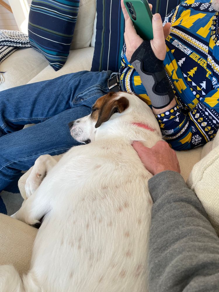 A tall leggy white and brown dog is lying on a couch with its head on the lap of a man wearing a Michigan sweater. A different man is petting her. 