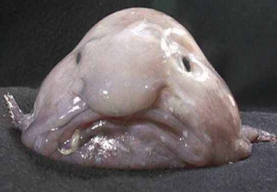The blobfish, known to be the world’s least attractive fish and yet still being more attractive than Peter Dutton.