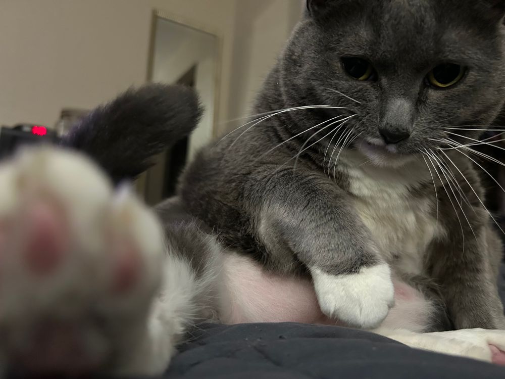 grey and white cat from odd ankle, leaning in