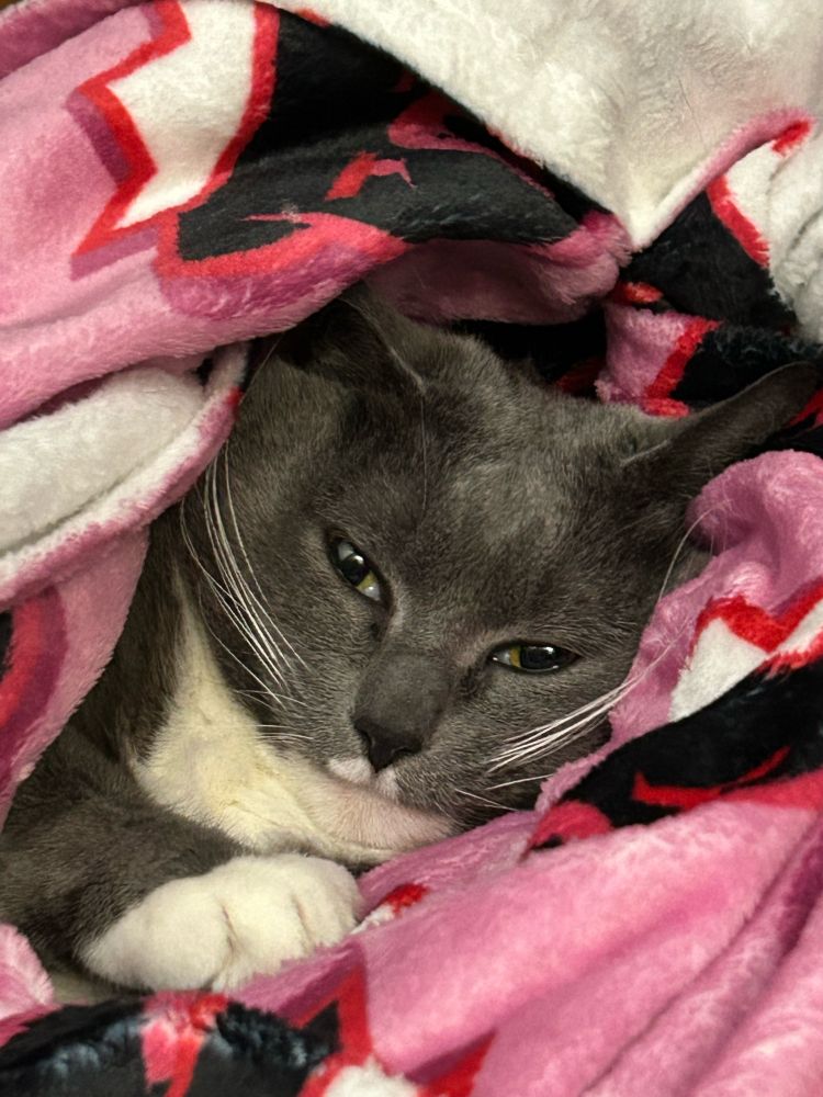 gray cat in pink blanket