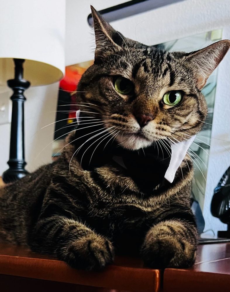 Just a bow tie kind of night enjoying The Diplomat on Netflix. MissyTheHissy.