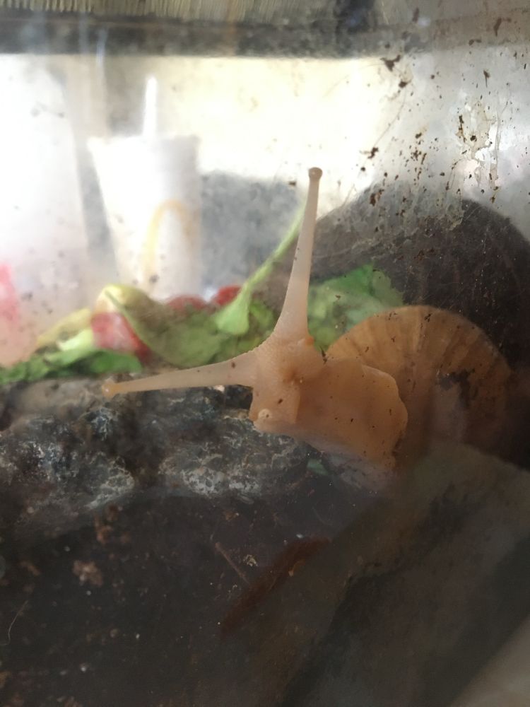 My giant African land snail Jesse in his tank, facing the camera