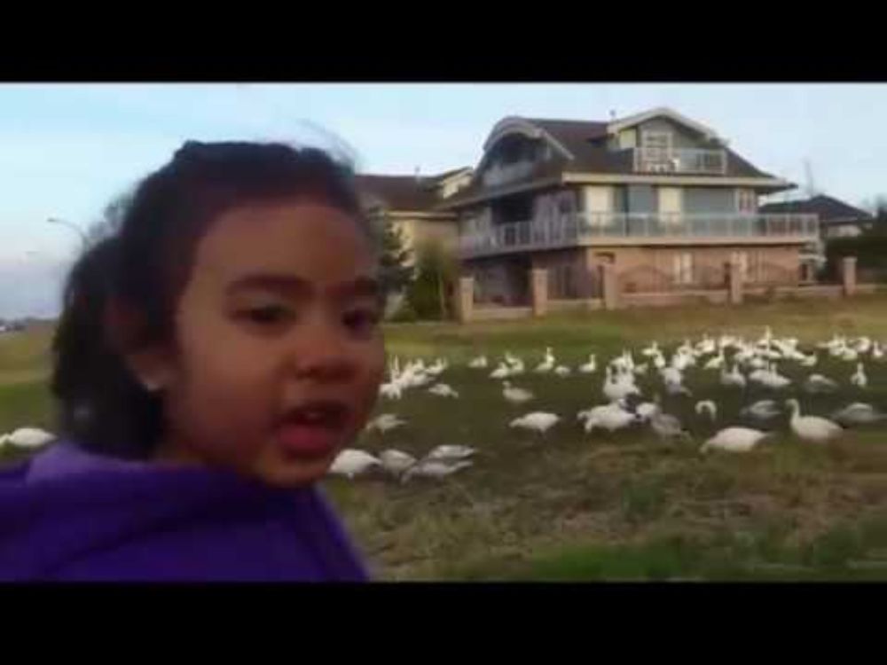 Look At All Those Chickens! Vine