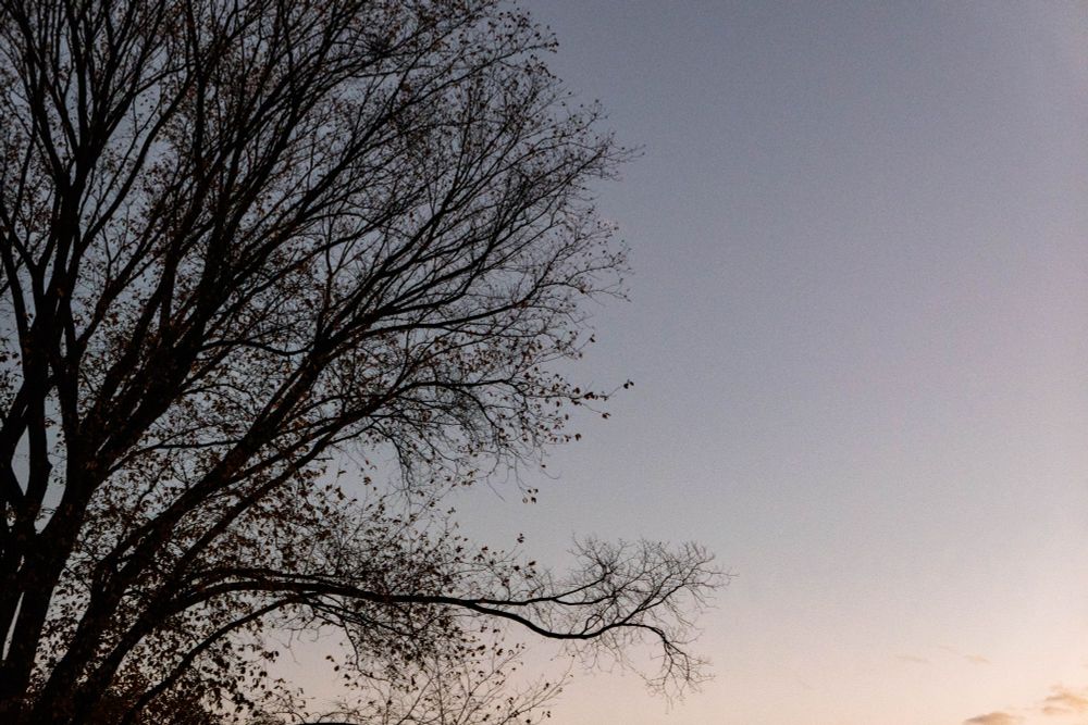 Photograph of a tree at sunset.