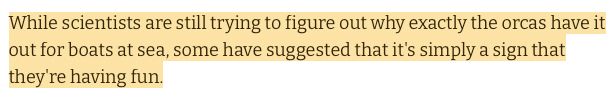 “While scientists are still trying to figure out why exactly the orcas have it
out for boats at sea, some have suggested that it's simply a sign that
they're having fun.”
