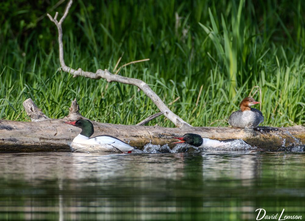 Three common mergansers near a body of water: two swimming close to a log with white bodies, black heads, and red beaks, and one perched on the log with a brown head and grayish body.