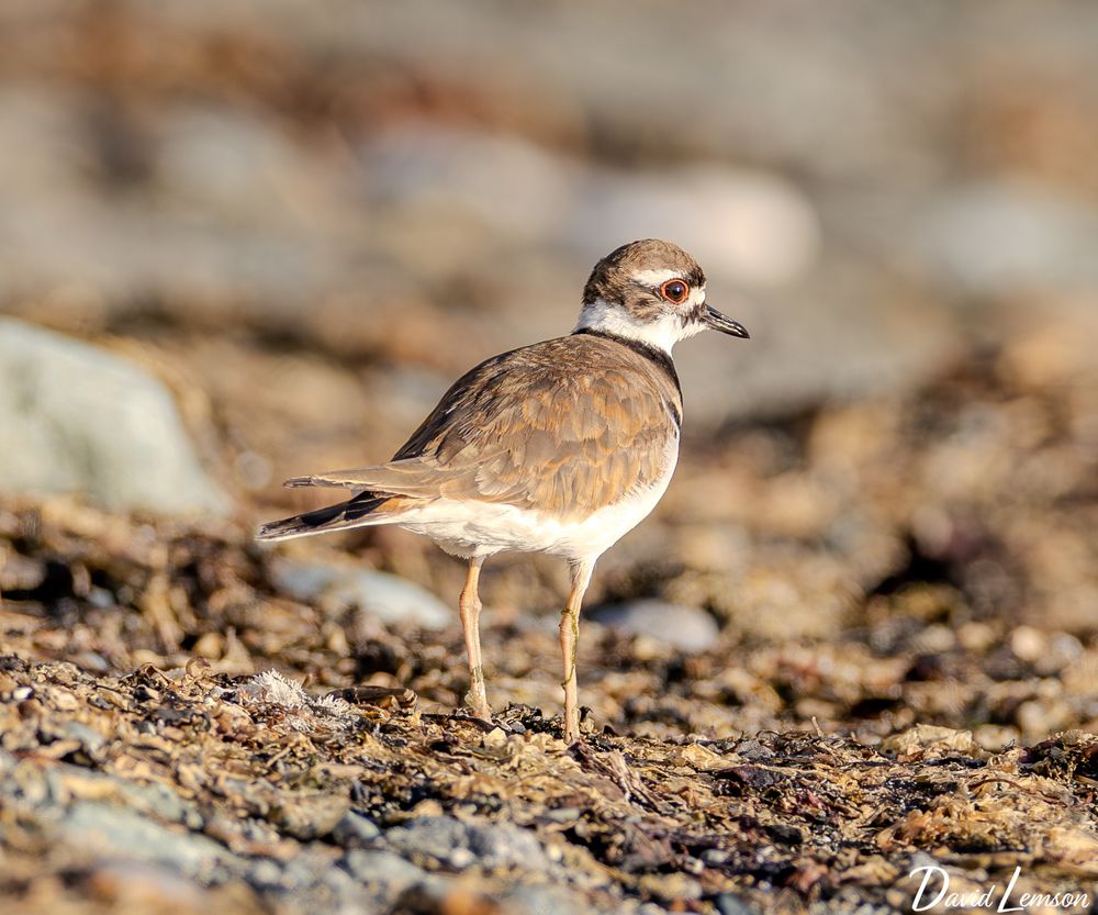 Adult killdeer on a brown natural-toned ground, with a blurred background