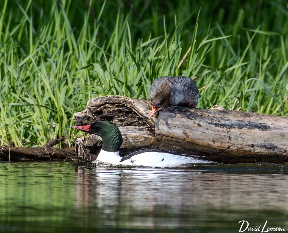 Two common mergansers near a body of water: one with a green head and red beak swimming, and the other, perched on a log, with a greyish-brown body and open beak