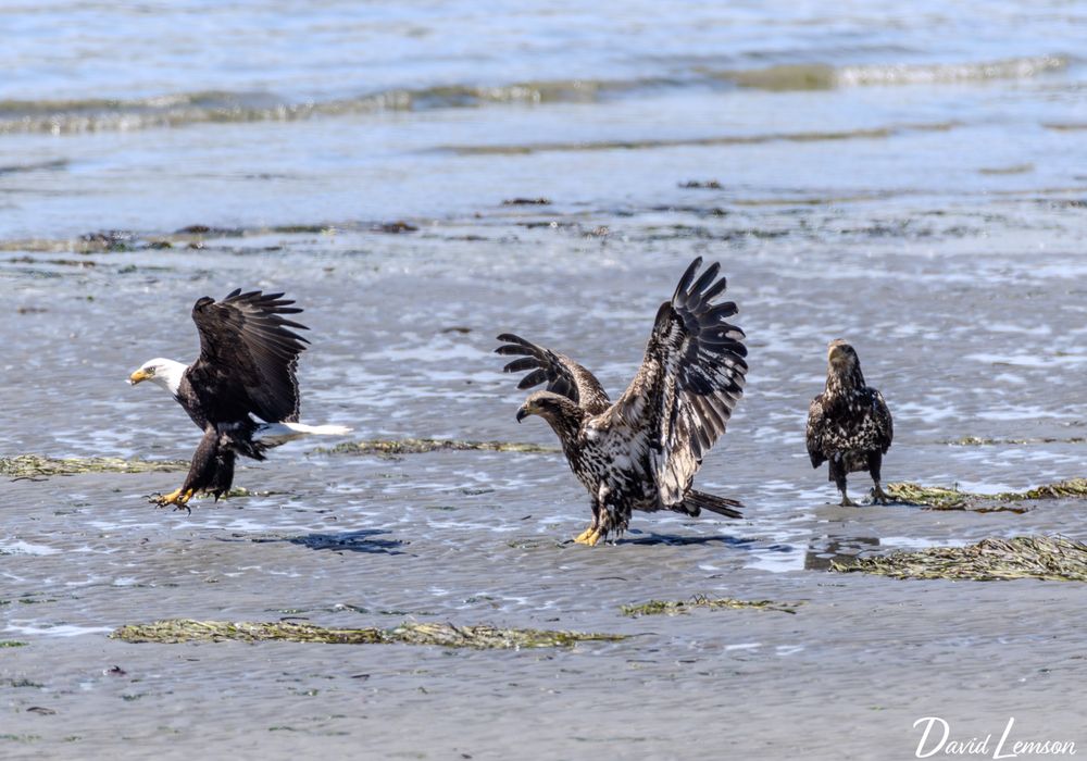 Three bald eagles in gray sand on the beach.  The one on the left is the traditional white head and the other two are immature with a brown and ivory pattern. The left eagle is in the air leaping, the middle eagle has its wings out, and the right eagle is watching the other two. 

