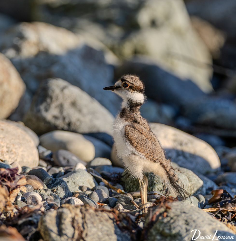 Baby killdeer with its neck extended, looks to the left. 