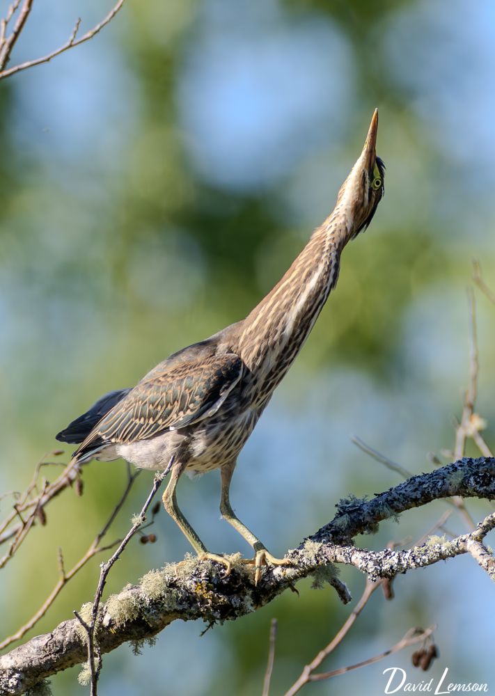 A young heron stands on a moss-covered branch, gazing upward with its elongated neck and striking green eyes.