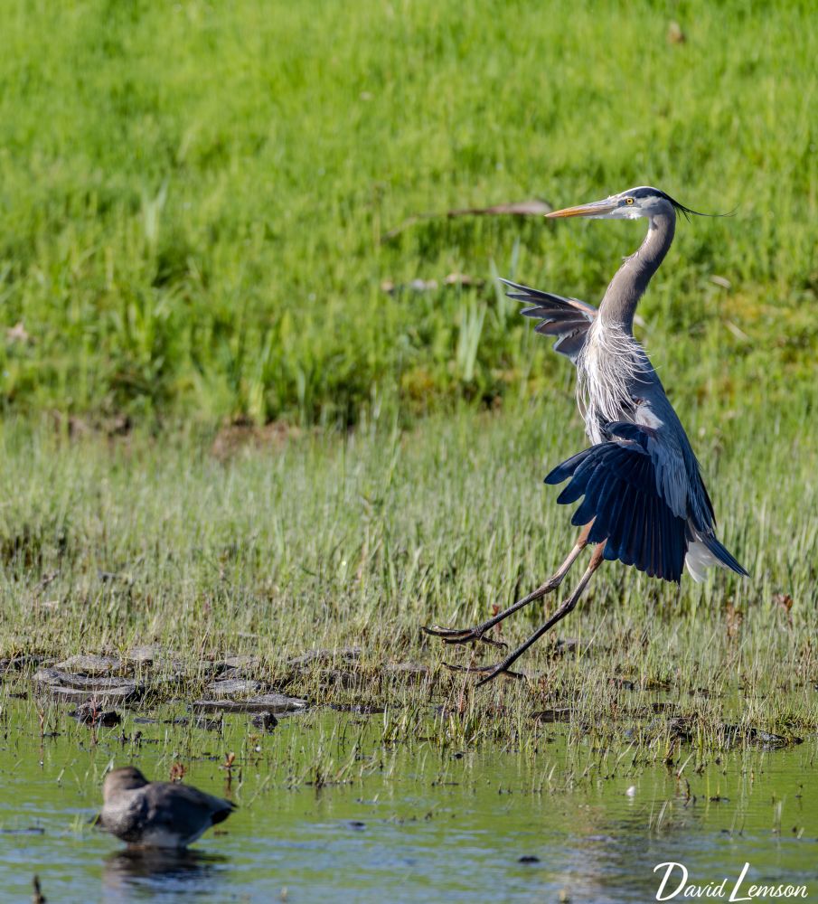 A great blue heron gracefully takes flight above a marshy wetland, its long legs trailing behind and its broad wings partially open, framed by lush green grass in the background. 