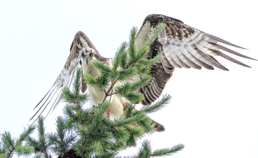 Osprey perched on a tree, looking at the camera