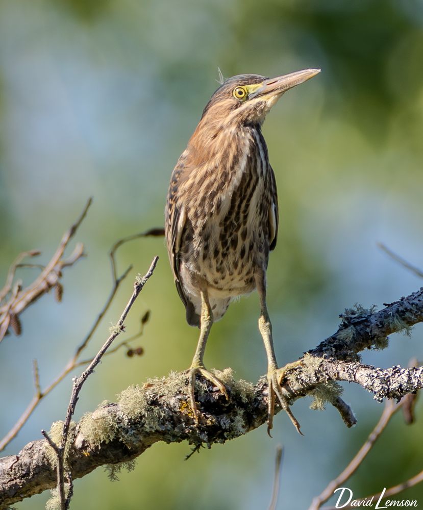 A young heron with a speckled brown and white body perches on a mossy branch, looking alert against a blurred green background.