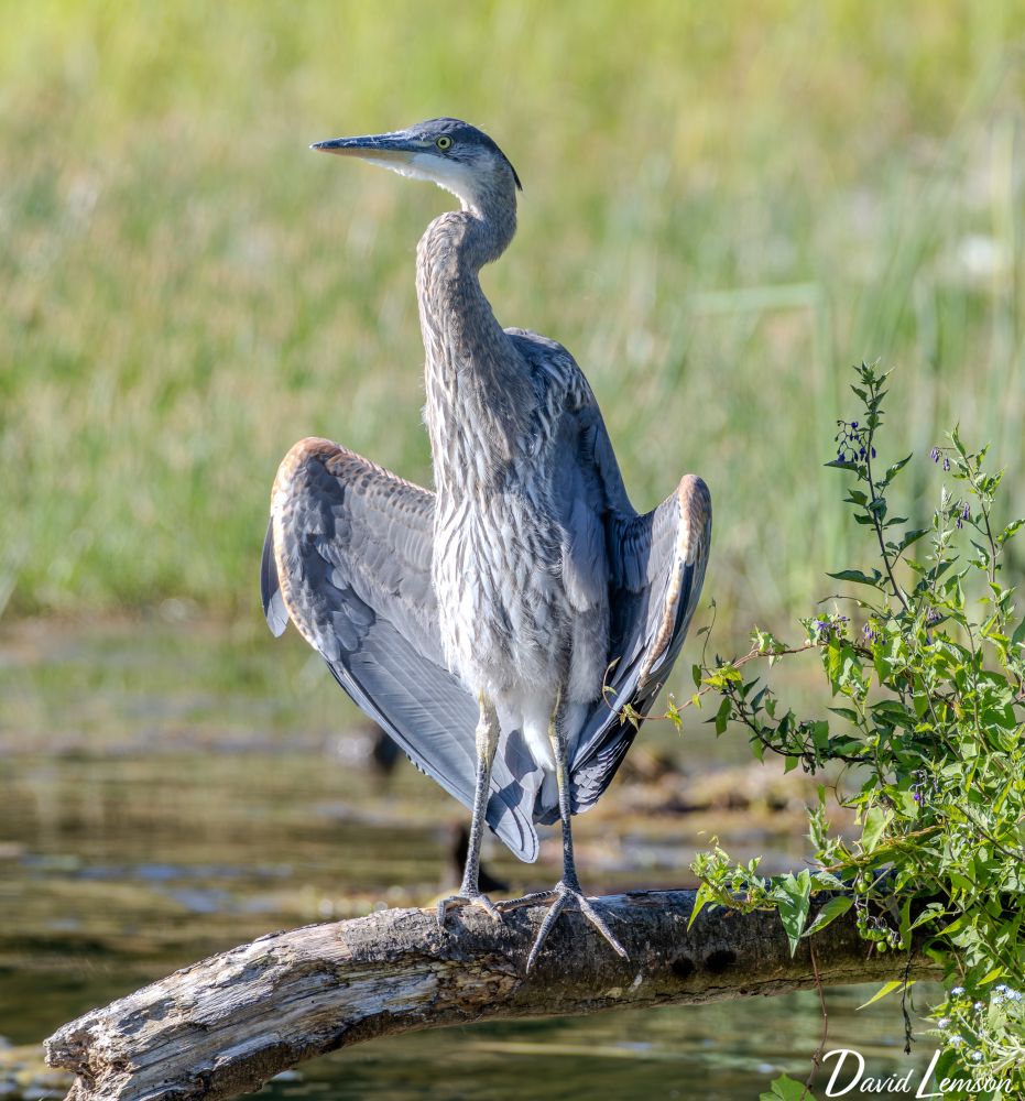A great blue heron stands on a log by the water, wings partially spread, surrounded by lush green grass and plants.