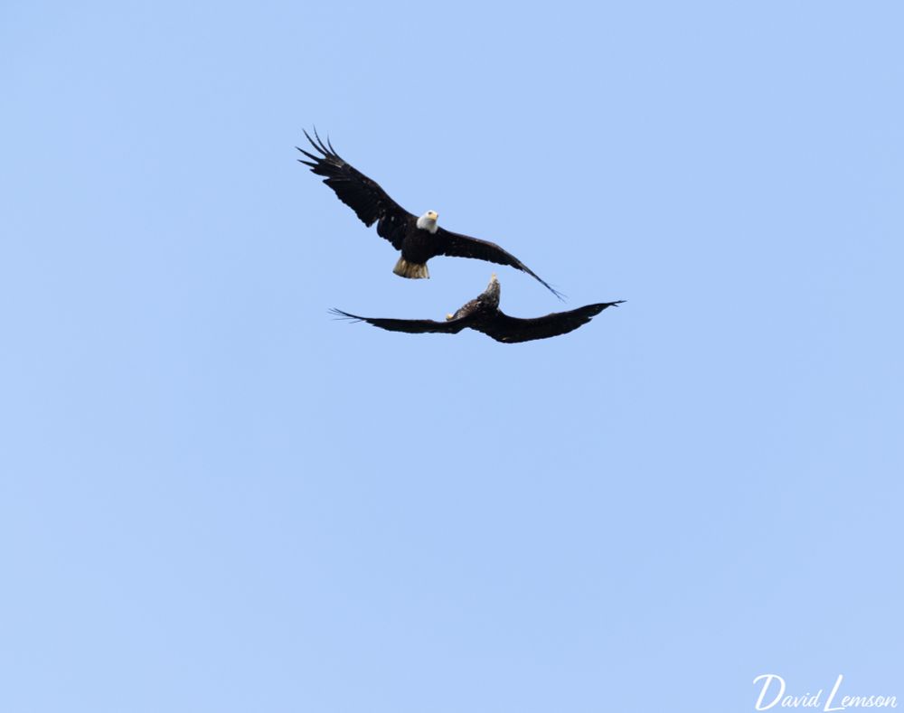 Two bald eagles in flight. The more mature is flying towards us, while the more juvenile is flying upside down, underneath the first eagle. 
 