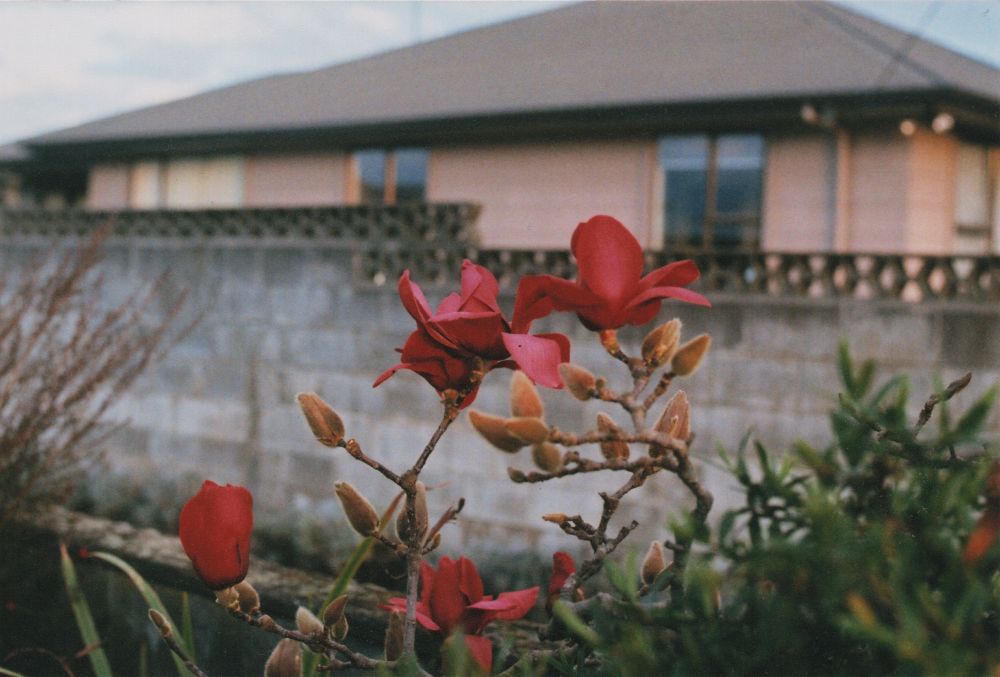Deep pink (almost maroon in shade) magnolia blossoms from the tree at my front gate.  Out of focus, in the background, is the concrete block fence that separates 91B's driveway from number 93.  The house at 93 can be seen behind the fence.  Foliage from other shrubs in my driveway can also be seen in the photo.