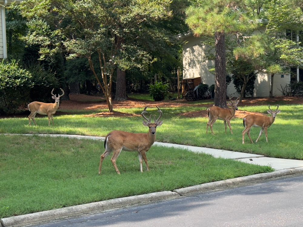 a bunch of deer in my yard